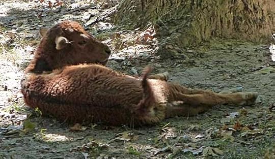 BabyBison
