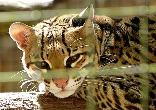 Ocelot