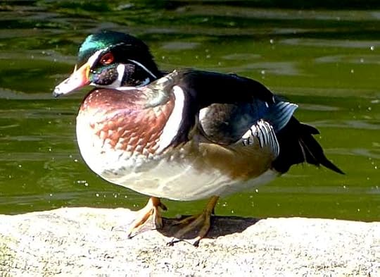 WoodDuckMale