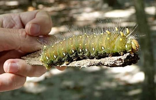 ImperialMothCaterpillar
