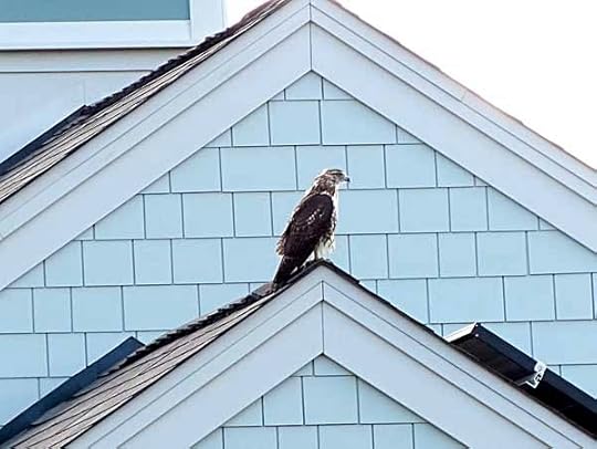 RedTail
