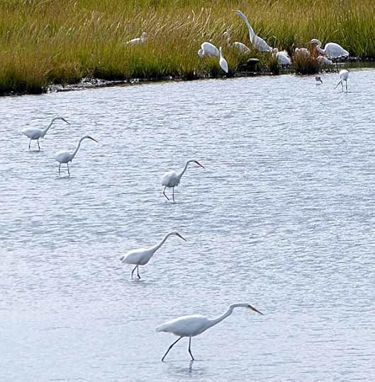 Egrets
