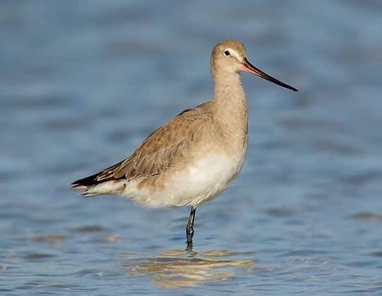 Hudsonian-Godwit-non-breeding-plumage-_E0W9778--Alafia-Bank,-Tampa-Bay,-FLC