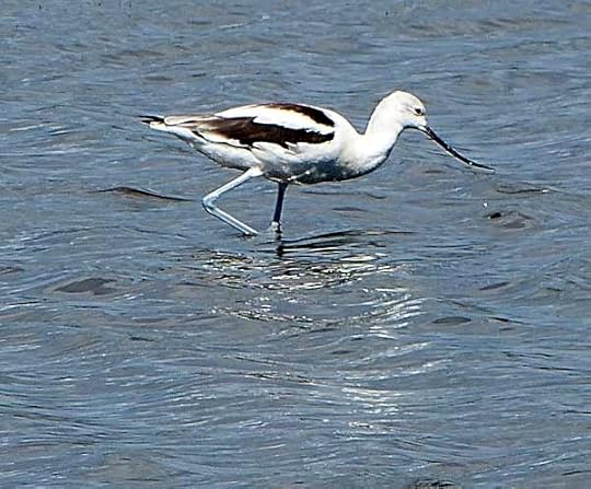 AmAvocet