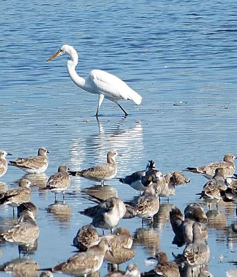 Egret