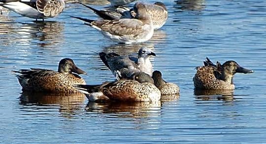 Shovelers