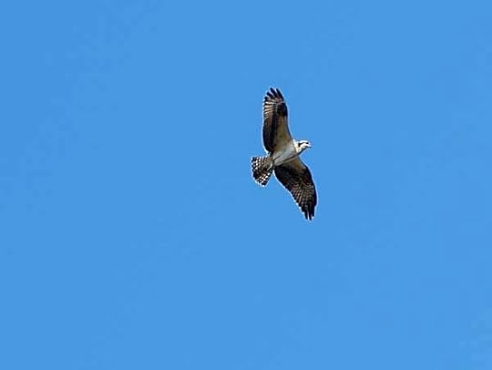 Osprey
