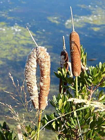 Cattails
