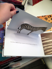 Lift flaps to learn interesting trivia about the animal pictured.