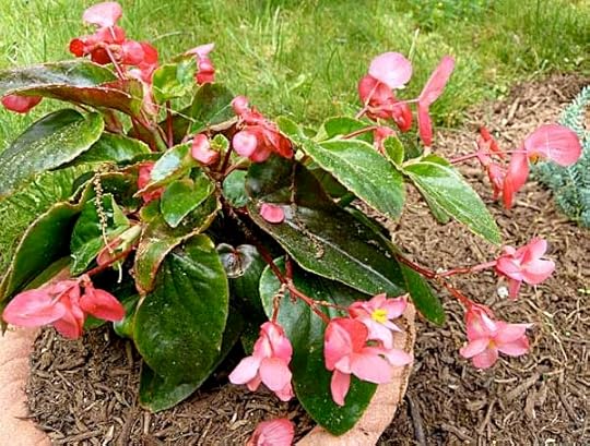 Begonia