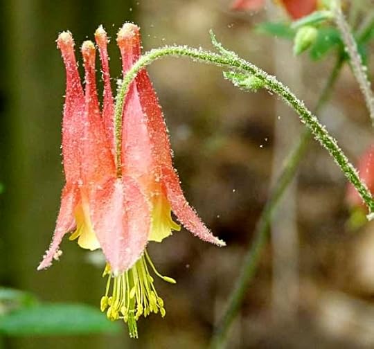 Columbine