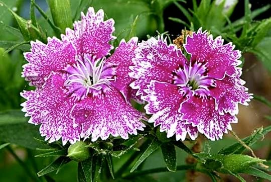 Dianthus