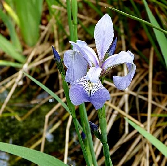 Iris