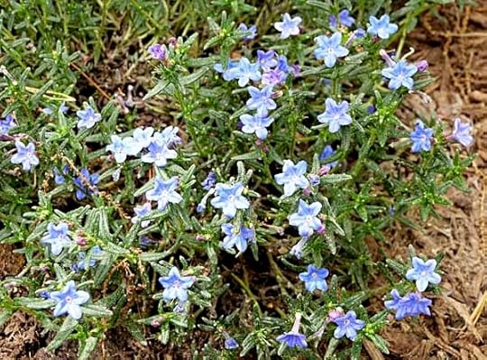 Lithodora