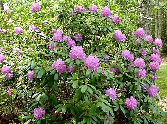 Rhododendron