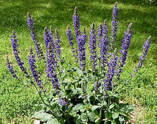 Salvia