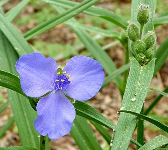 Spiderwort