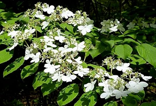 Viburnum
