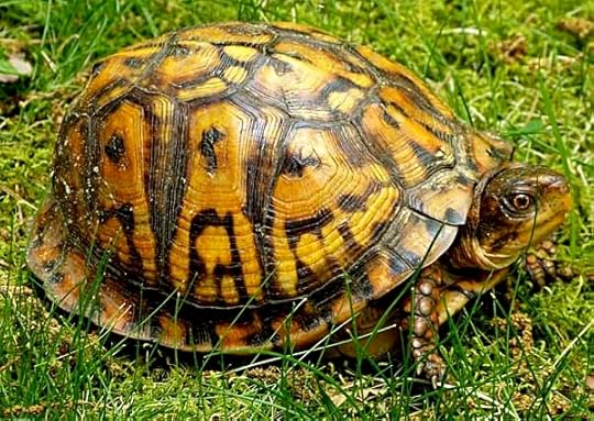 BoxTurtle