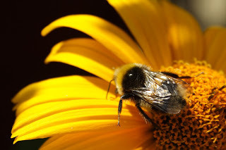 bumblebee on flower