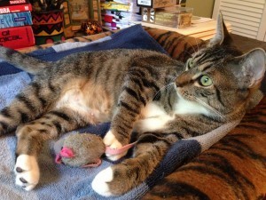 cat_rescue_stories