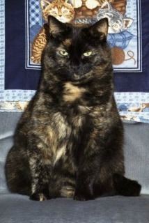 The_Conscious_Cat