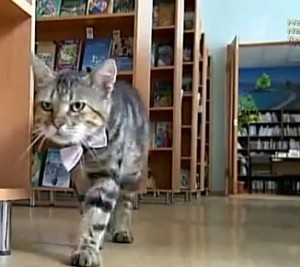 Library_cat