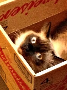 cat_in_box