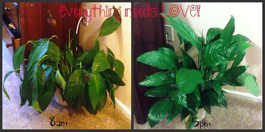 everything needs love