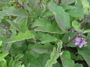Eggplant in Bloom