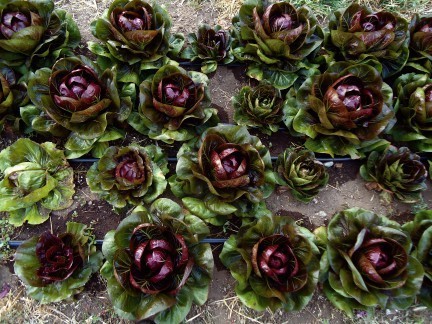 Radicchio in the Garden