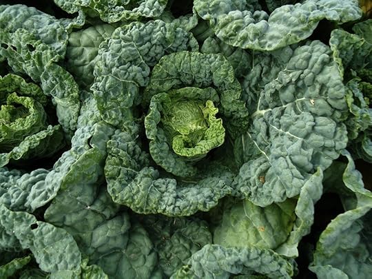 Savoy Cabbage