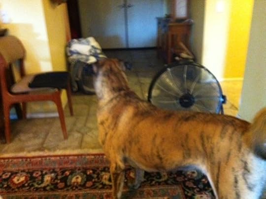 Fan