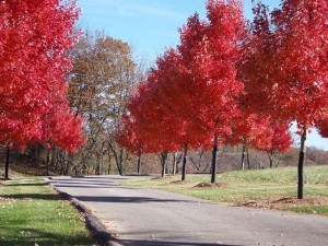 Red trees_resized