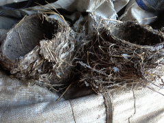 Abandoned nests in the barn