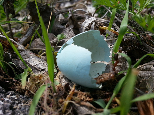 bird's egg by simplerich