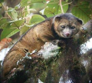 olinguito
