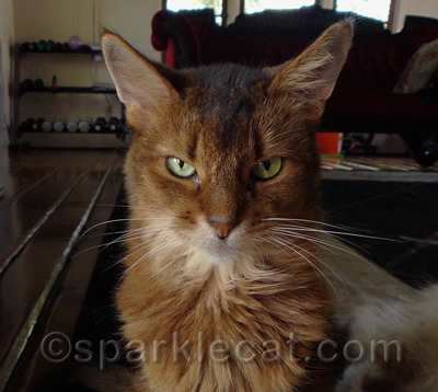 Just look at me - I am already awesomer than a human!