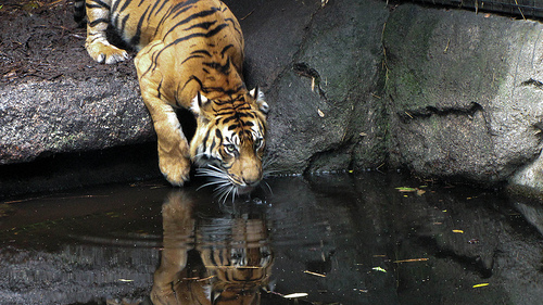 Tiger by deborahkalin