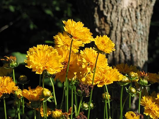 My Neighbour's Garden