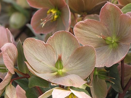 Hellebores