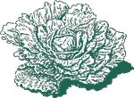 cabbage
