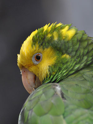 English: Portrait of Yellow-headed Amazon Parr...