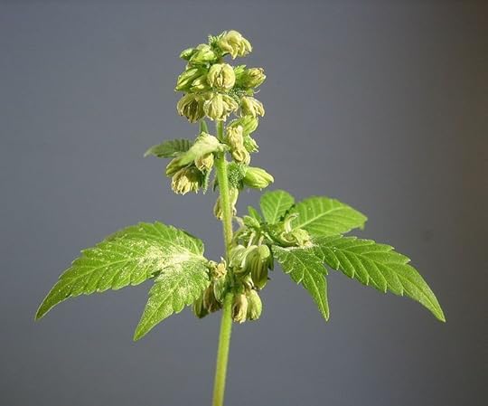 File:Male hemp flowers.jpg