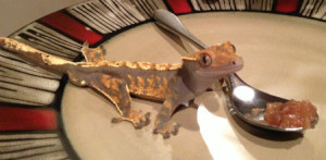 Crestie Your Happy Gecko 300x147 Fifty Shades of Book Publishing – Why Bother Being an Author?