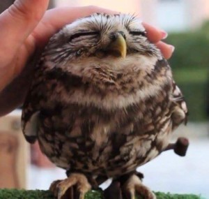 Beautiful Owl 300x285 How to Distinguish Your Inner TRUTH From Your Inner JERK