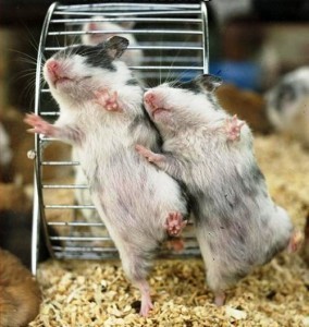 dancing hamsters 284x300 Happy Happy Joy Bringing In The New Year