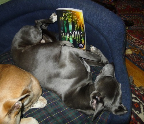 Oh . . . I suppose I might give it a try. . . . Right after I finish my nap.