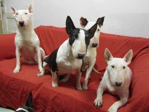 We iz da BOOK club