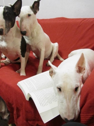 Yeti planning a book heist while Noodles takes her turn